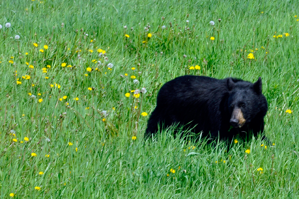 A bear along the road.